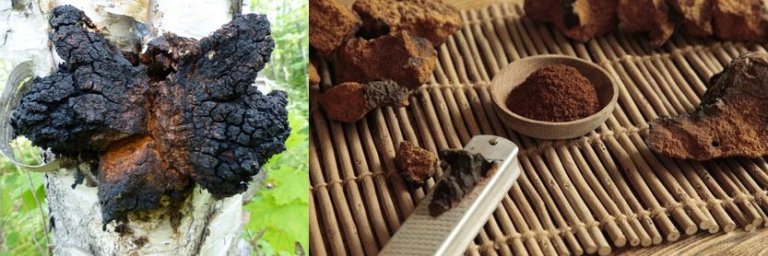 Chaga_champignon