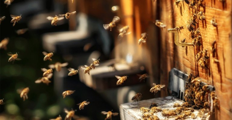 Propolis da Baccharis hive