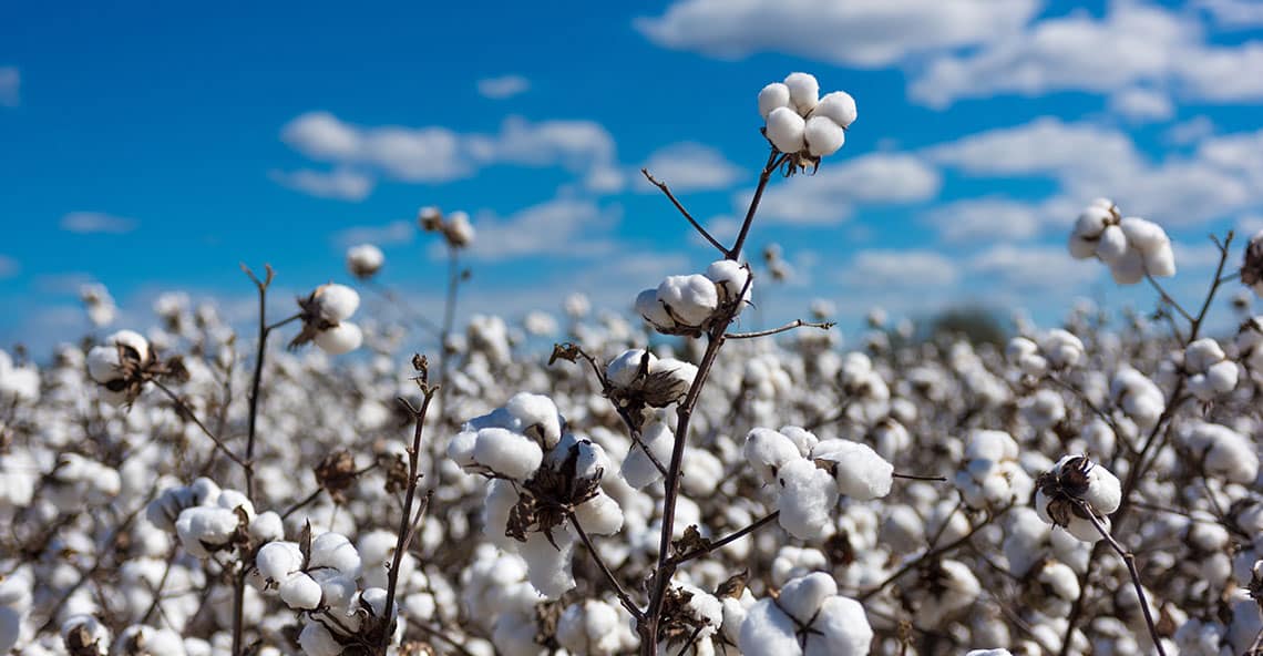 Graines de coton : vers une nouvelles forme de protéines