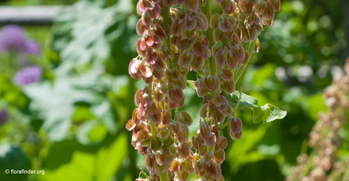 rhubarbe officinale