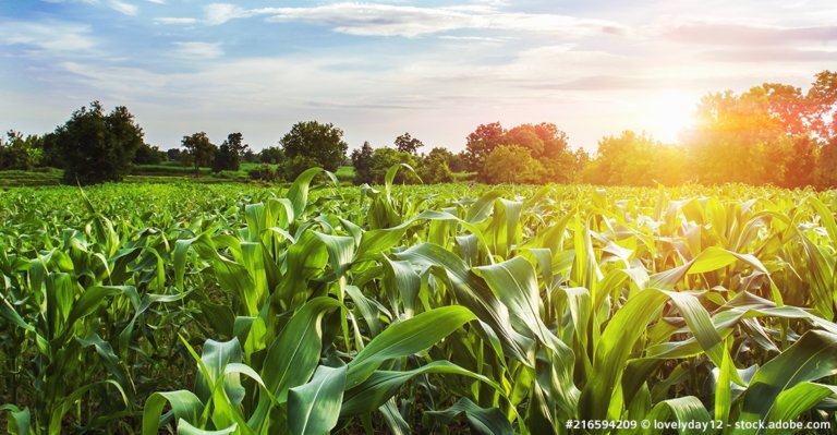 champ de maïs sans OGM