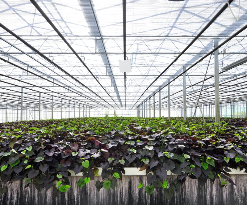 PAT_plant advanced technologies_plantes à traire