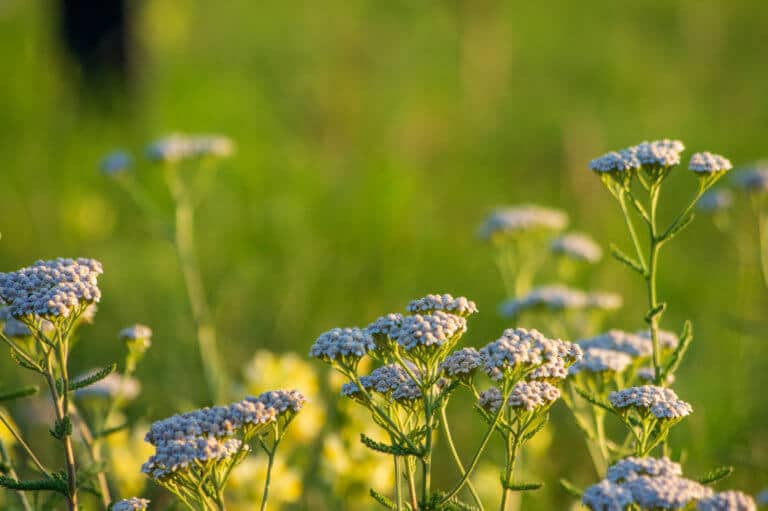 quantis phytothérapie indvidualisée lpev