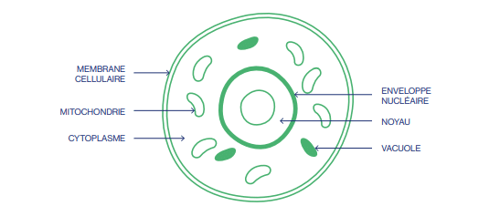 nutrition cellulaire