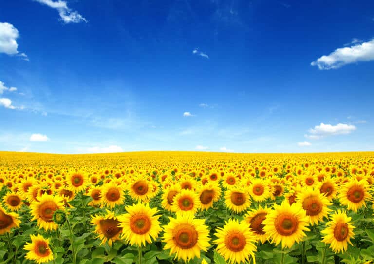 lait de tournesol champ de tournesol
