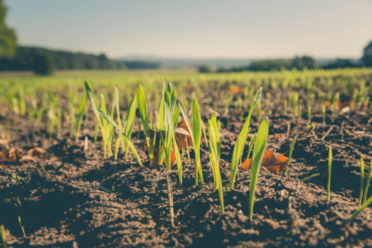 marché des produits biologiques