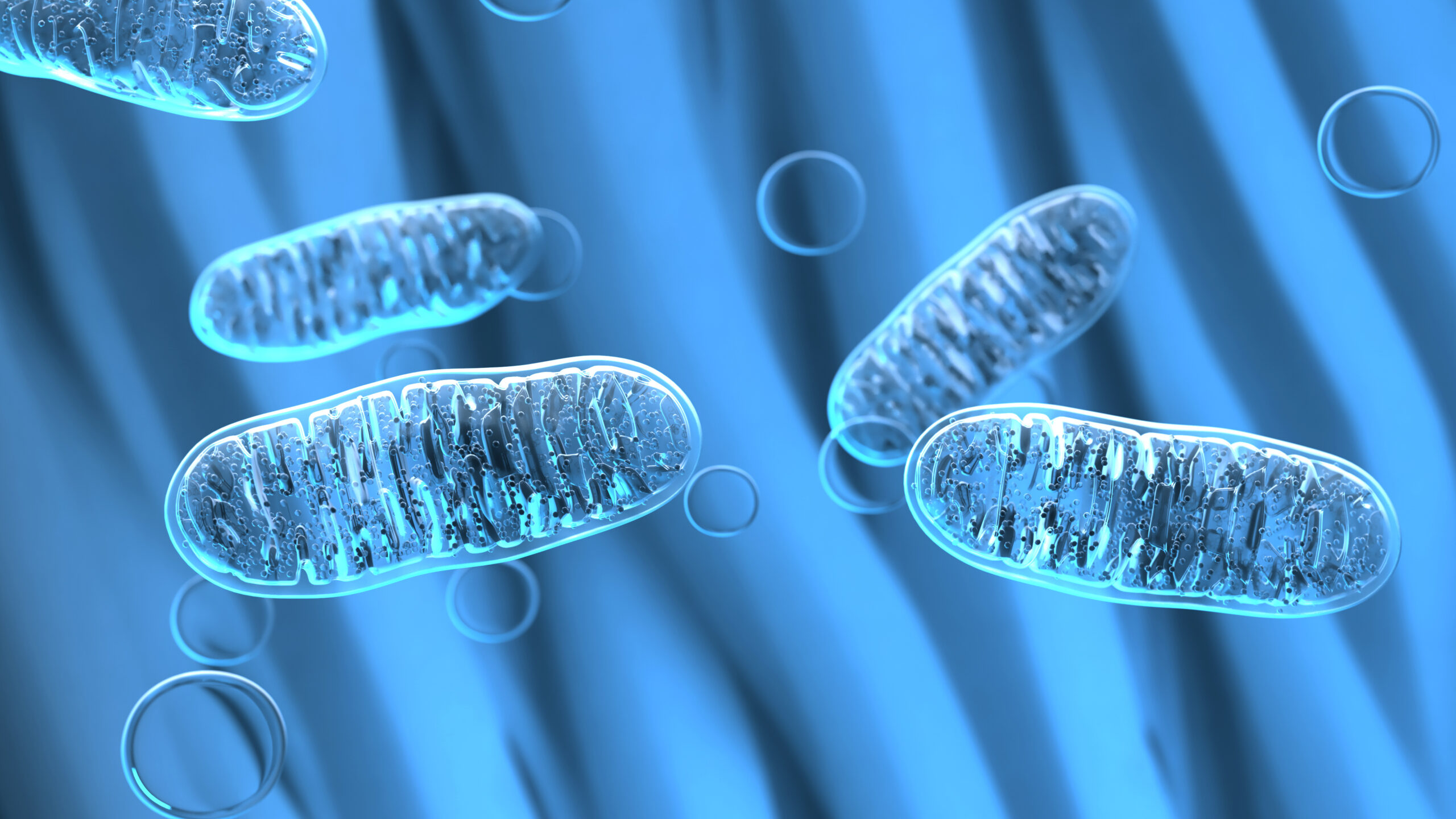 La nutrition des mitochondries carbure aux compléments alimentaires